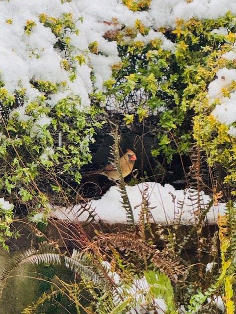 Snow Day in Pelham January 10, 2024